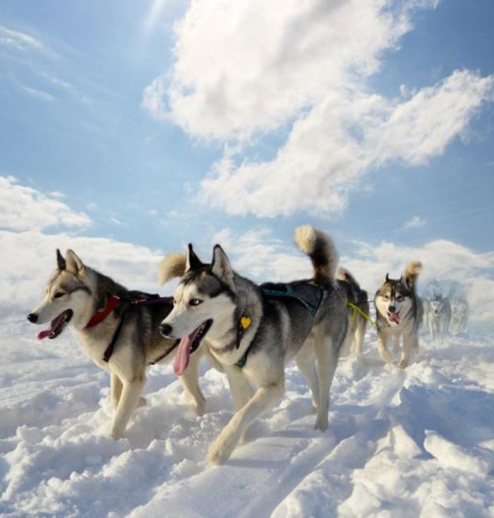 Chien de traineau a la plage