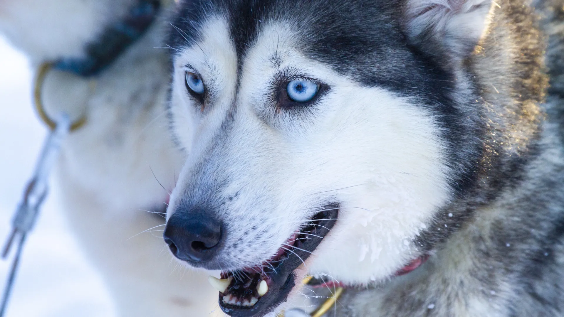 Great North evenings